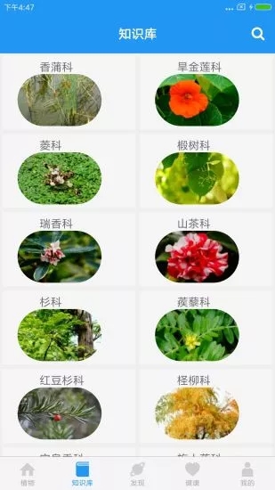 燕雀草