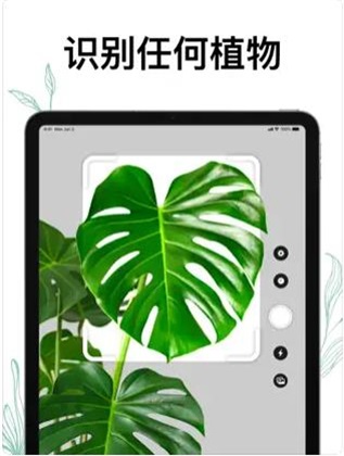植物Air