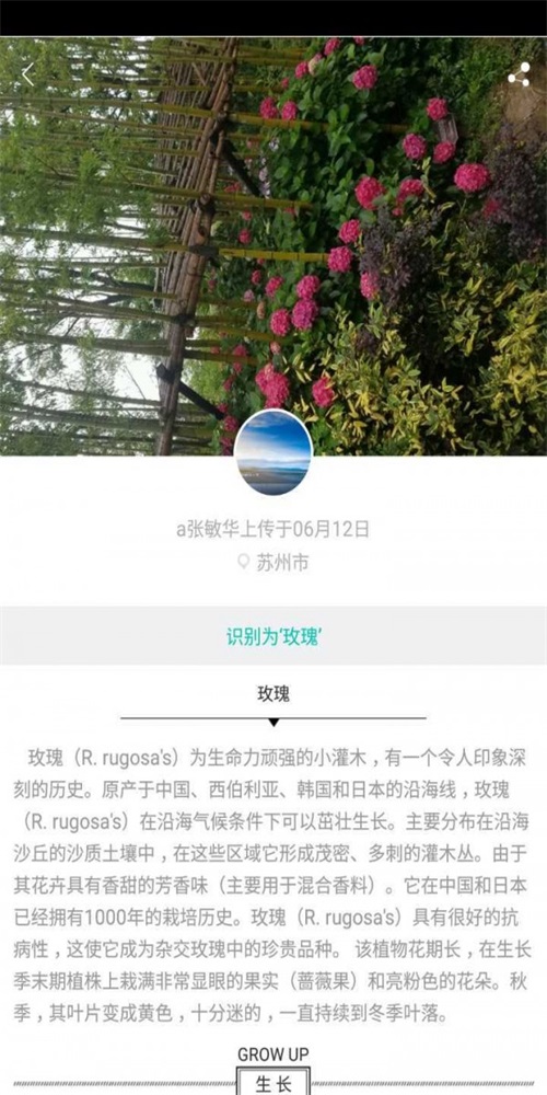 拈花惹草