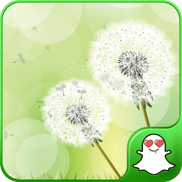 蒲公英动态壁纸