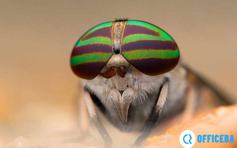 长庚光学正式发布可适用于宾得K卡口的老蛙100mm F2.8 2x Ultra Macro APO镜头