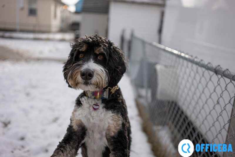 适马正式发布24mm F3.5、 35mm F2、65mm F2 DG DN