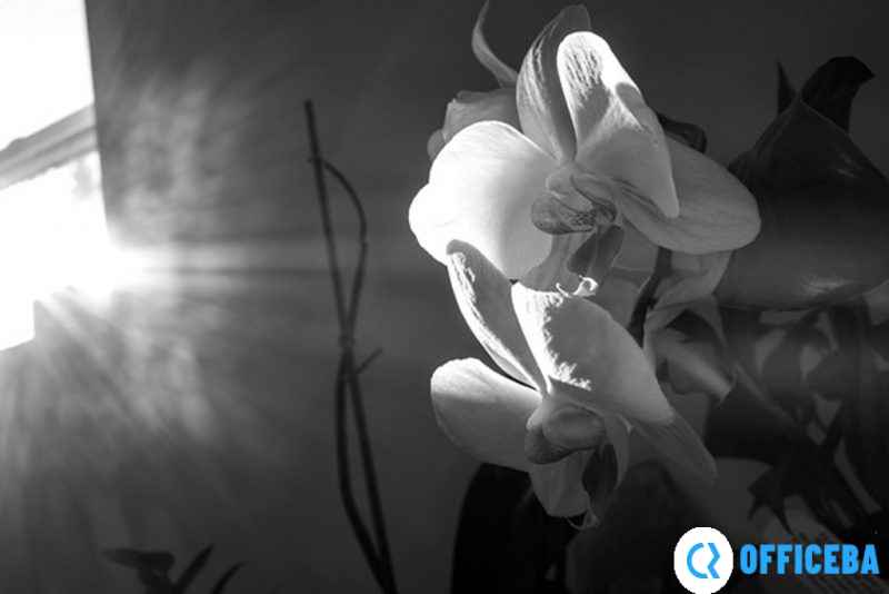 徕卡正式发布Q2 Monochrom黑白相机
