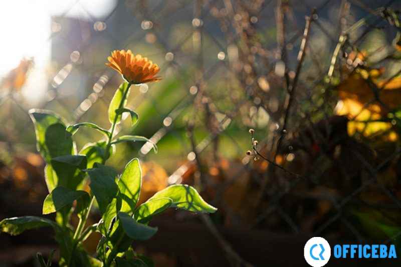 适马正式发布24mm F3.5、 35mm F2、65mm F2 DG DN