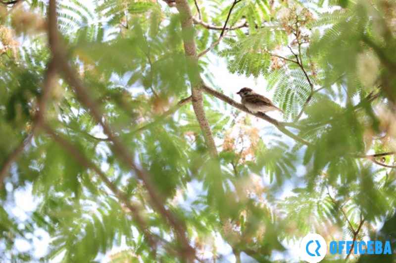 佳能正式发布RF 70-200mm F4L IS USM镜头