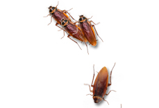 Cockroaches on Desktop<a href=https://www.officeba.com.cn/tag/lvseban/ target=_blank class=infotextkey>绿色版</a>(桌面蟑螂)
